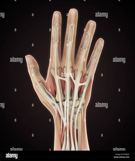 hand anatomy images.